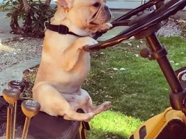 4 Paw Members, Please vote for May Frenchie of the Month!