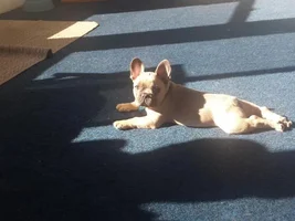 October 2014 Frenchie of the Month Contest ~ENTER HERE~