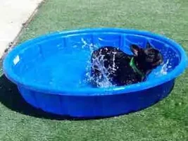 Does your Frenchie like water?
