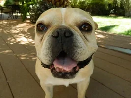 the Many Faces of Rocco