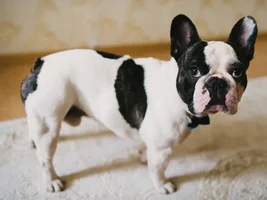 Muffin - sweet bulldog from Russia :)