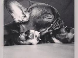 June 2013 Frenchie of the Month Contest! ~ENTER HERE~