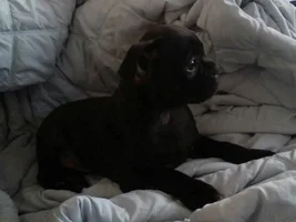 Is this a pure bred french bulldog?