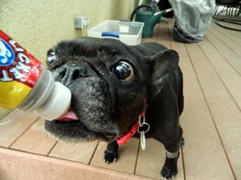 Remy's got pneumonia