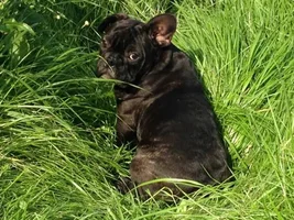 ~ENTER HERE~ Frenchie of the Month Contest ~ Frenchies in Green ~