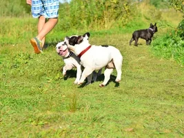 Muffin - sweet bulldog from Russia :)
