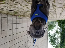 4 month old French Bulldog- show me your pictures!!