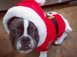~ENTER HERE~ HOLLY JOLLY Frenchies Contest