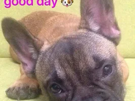 Frenchie Travel