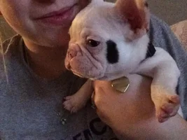 Considering getting Isabelle a friend...