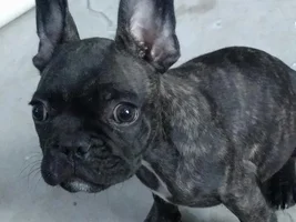 Just bought a French bulldog puppy off of Craigslist...not sure if it's a real one