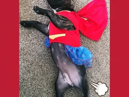 VOTE NOW! Frenchies in October Contest!