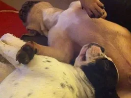 Winston and Hugo flaked