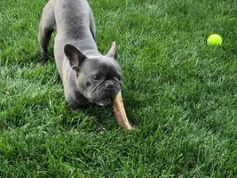 VOTE NOW!!!  Frenchies having FUN IN THE SUN!