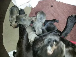 Puppy contest ha