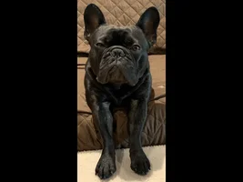 PLEASE VOTE!!! Frenchie of the Month "My Favorite Picture"