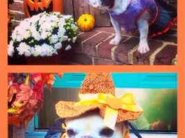 October Frenchie of Month, 4 Paw Members PLEASE VOTE!!