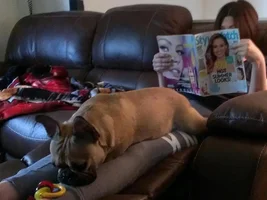 Somebody thinks they are a lap dog...