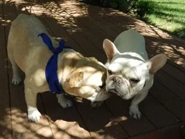 Ready for adoption SOON!