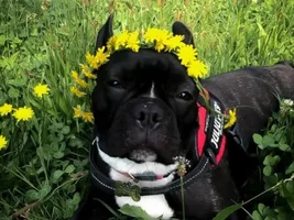 4 Paw Members, PlEaSe VoTE for your favorite Summer Frenchies!