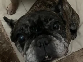 ~ENTER HERE~ October Frenchie of the Month "Toofs & Fangs"