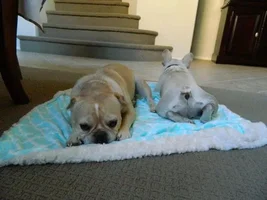 Happy Sugarversary to Rocco!