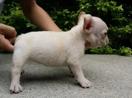 Advice on a potential frenchie!