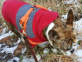 Buster's Thanksgiving Walk