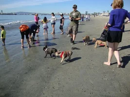 Frenchie Meet up group event this weekend Dec 1st