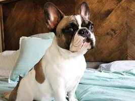 My favorite frenchie pose thread!!!!