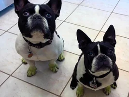 It's not easy being green