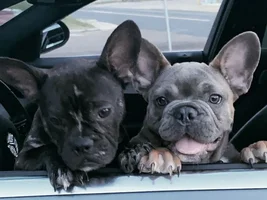 My Babies