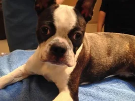~Ziva~French Bulldog Mix Available for Adoption in Nebraska