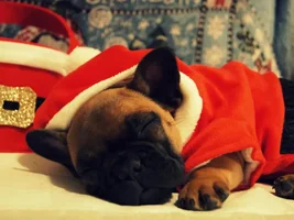 Cutest Holiday Frenchie!  VOTE HERE!