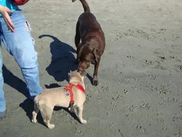 Frenchie Meet up group event this weekend Dec 1st