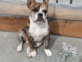 Does your frenchie sit side saddle?