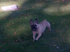 4 PAW MEMBERS!!! Vote for October Frenchie of the Month!!!