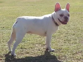 ~Monique~French Bulldog Available for Adoption in Arizona
