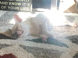 VOTE NOW! For your favorite Lazy Frenchies!!!