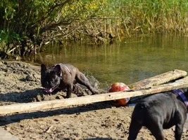 Muffin - sweet bulldog from Russia :)