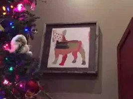 What did Santa bring?