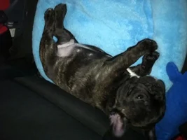 Let's post some puppy pictures!!