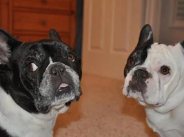 4 Paw Members, Please vote for July Frenchie of the Month!