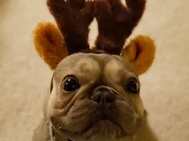 4 PAW MEMBERS!!  Please VOTE for your favorite HOLLY JOLLY FRENCHIES!!!!