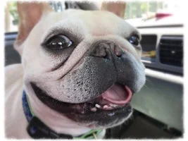 ~ENTER HERE~ April Frenchie of the Month "SMILING FRENCHIES"