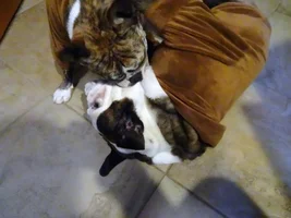 Buster Pulling A Load!