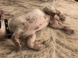 Help! My Frenchie is a victim to allergies! (Or so we think)
