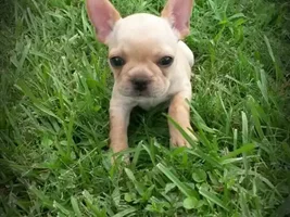 Rosie