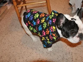 Let's see frenchies in sweaters :)