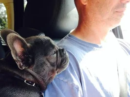 Frenchie of the Month Contest ~ Father's Day ~ ENTER HERE ~